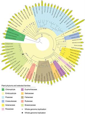 Phylogenetic insight into ABCE gene subfamily in plants